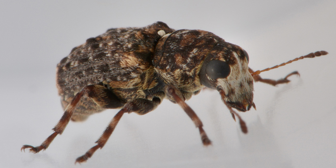 Anthribidae: Dissoleucas niveirostris